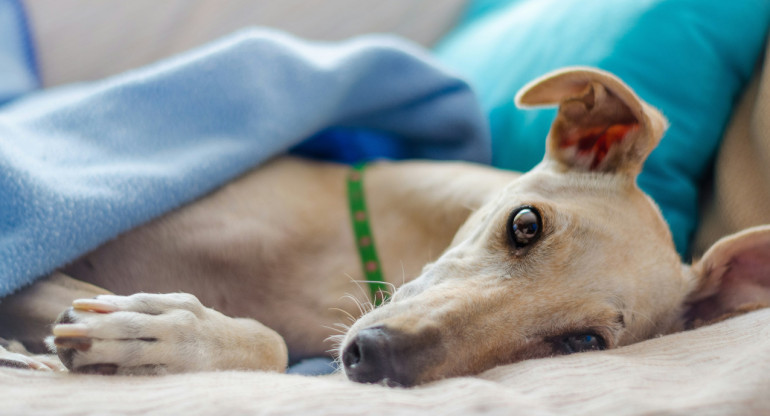 Galgo. Foto: Unsplash.