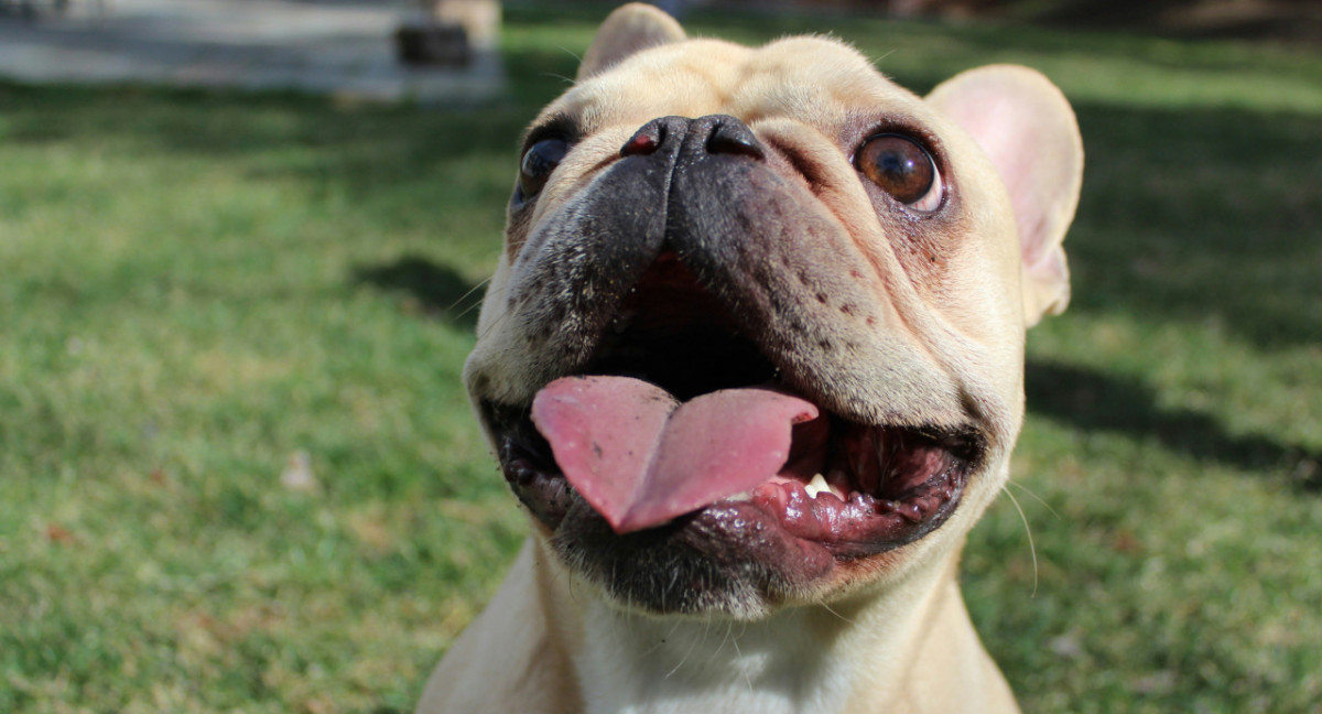 Bulldog francés. Foto: Unsplash.