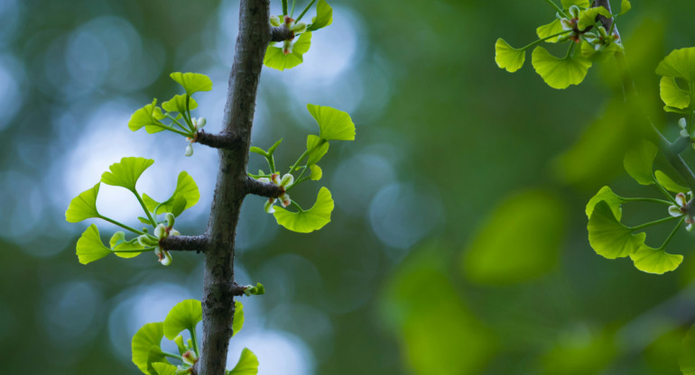 Ginkgo. Foto: Unsplash.