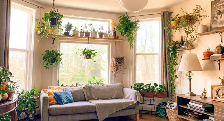 Plantas, hogar, casa. Foto Unsplash.