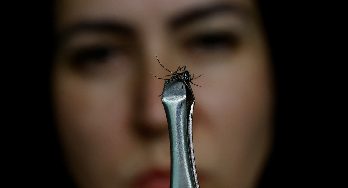 Aedes aegypti, mosquito transmisor del dengue. Foto: REUTERS.