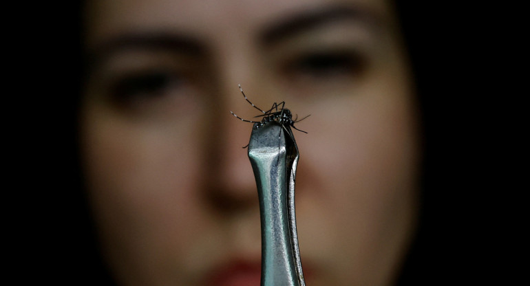 Aedes aegypti, mosquito transmisor del dengue. Foto: REUTERS.