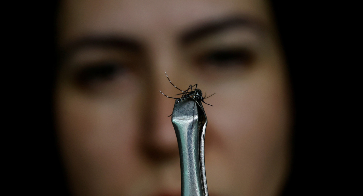 Aedes aegypti, mosquito transmisor del dengue. Foto: REUTERS.