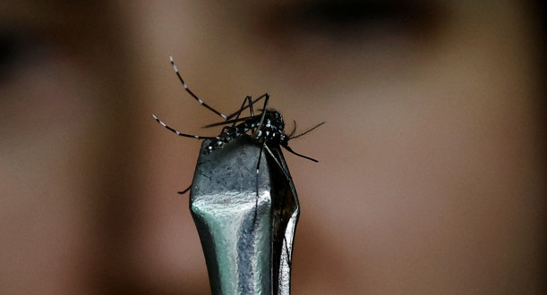 Aedes aegypti, mosquito transmisor del dengue. Foto: REUTERS.