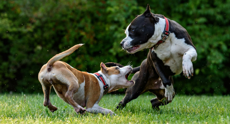 Perros, animales, mascotas. Foto: Unsplash