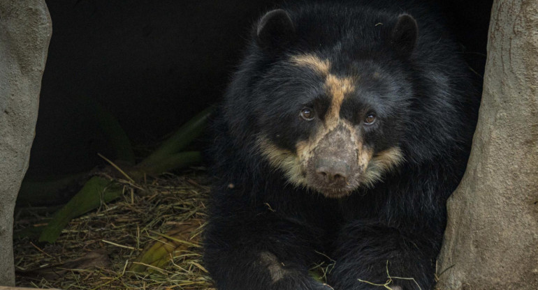 Tupak, el oso andino de Ecuador que espera un helicóptero. Foto EFE.