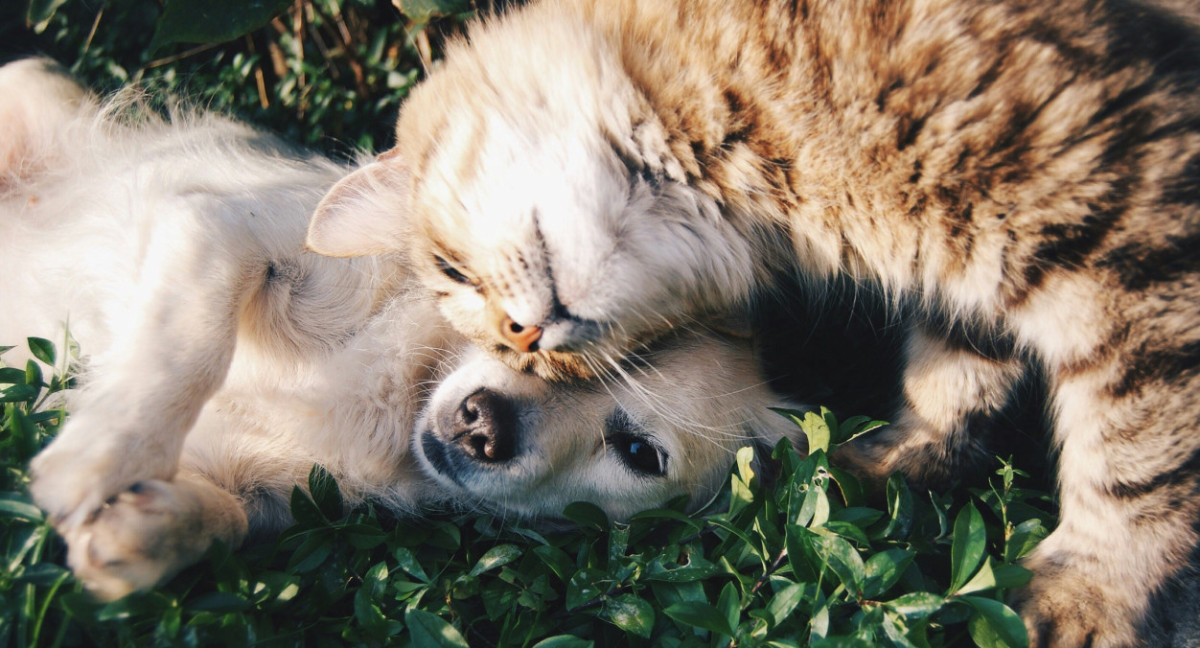 Perros, gatos, animales. Foto: Unsplash