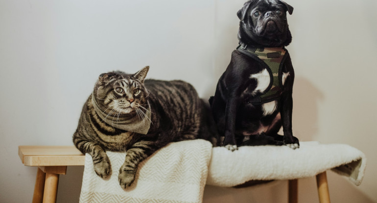 Perros, gatos, animales. Foto: Unsplash