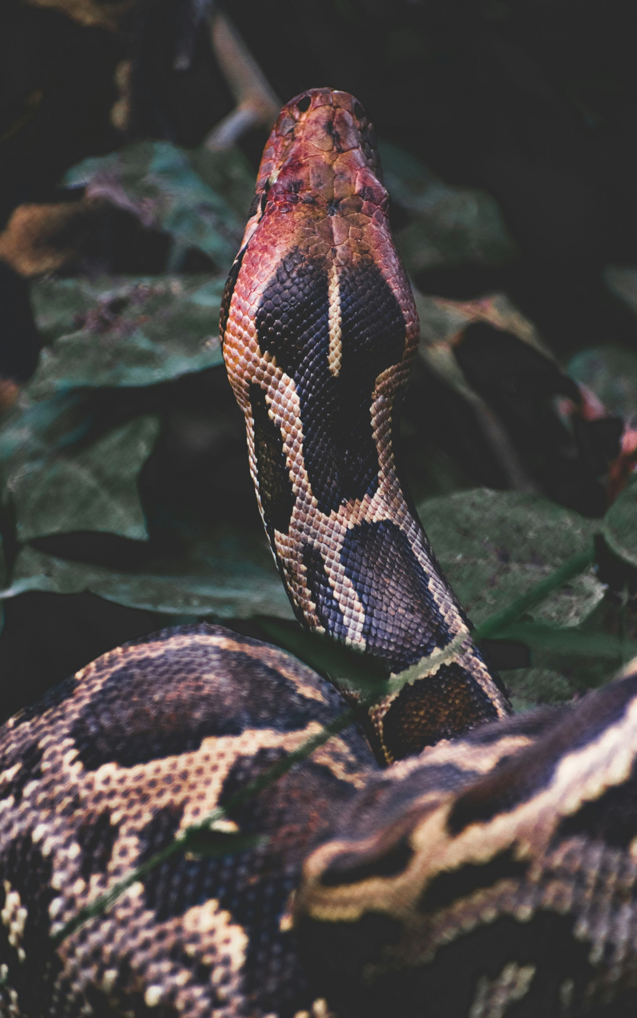 Anaconda. Foto Unsplash.