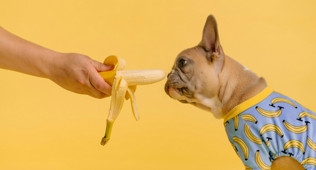 Perros, comida, alimentación. Foto: Unsplash