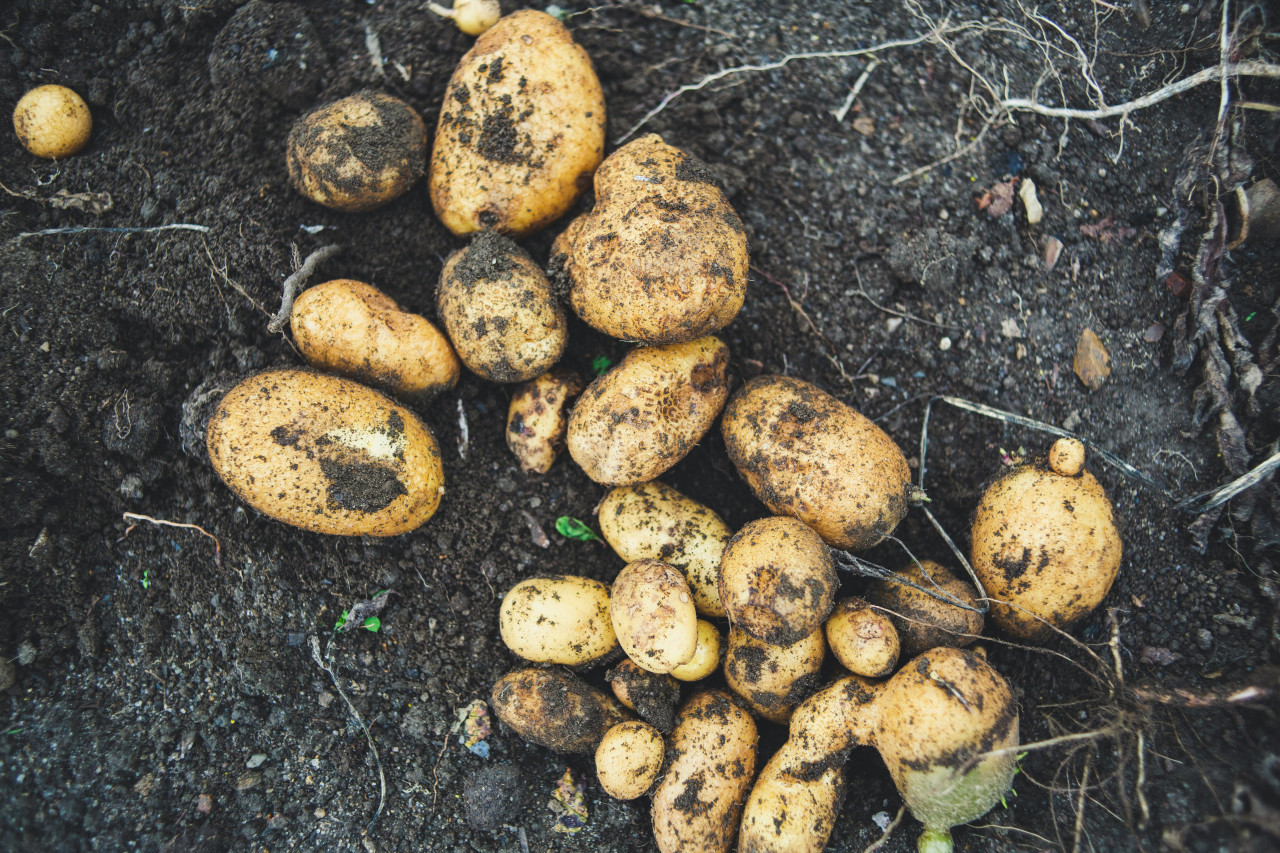 Papas. Fotos: Unsplash