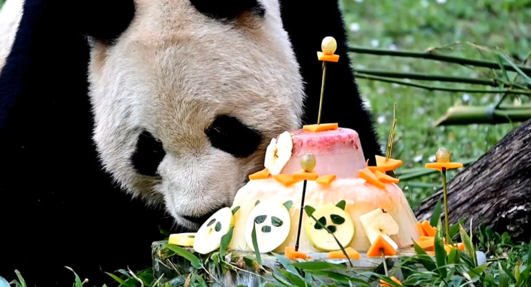 Pasteles de despedida para los osos panda que regresarán a China. Foto: captura Viory.