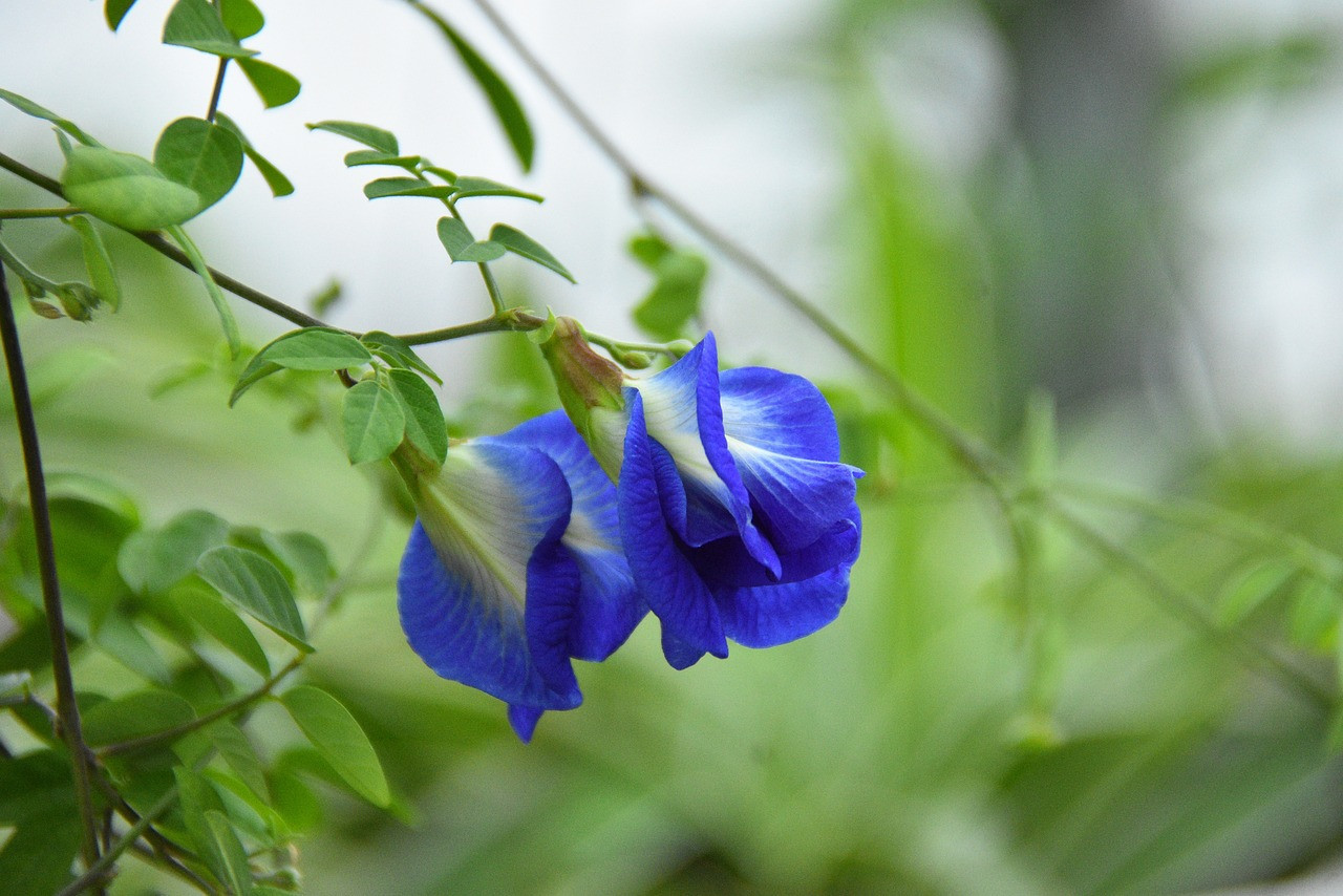 Flor de guisante mariposa. Foto: Pixabay.