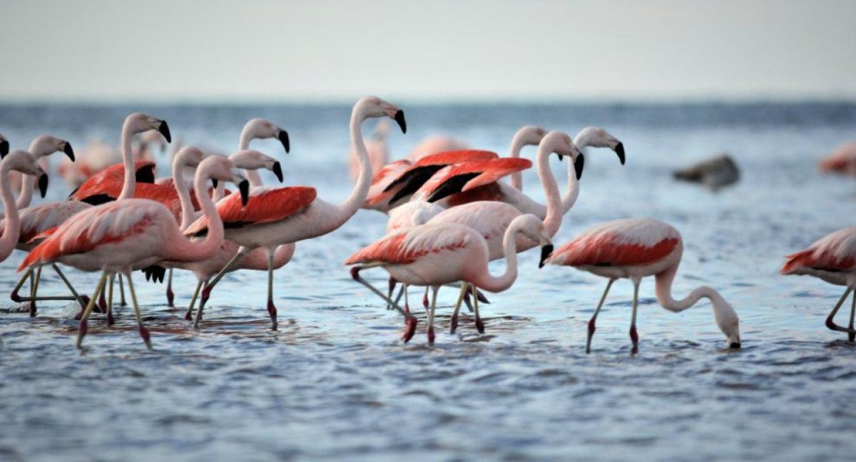 Flamencos, laguna Mar Chiquita, Córdoba. Foto X.