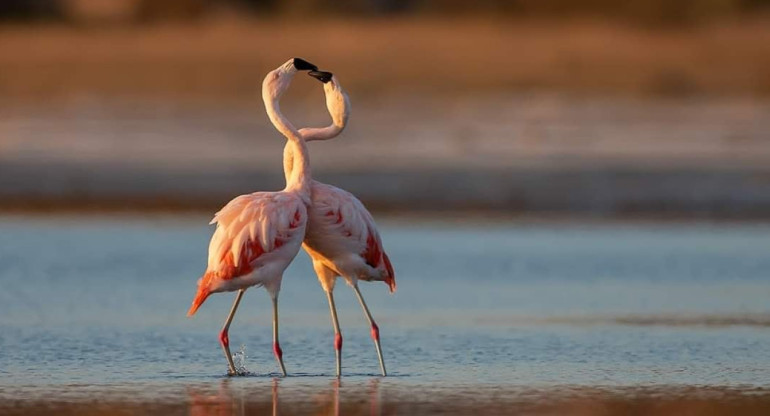 Flamencos, laguna Mar Chiquita, Córdoba. Foto X.