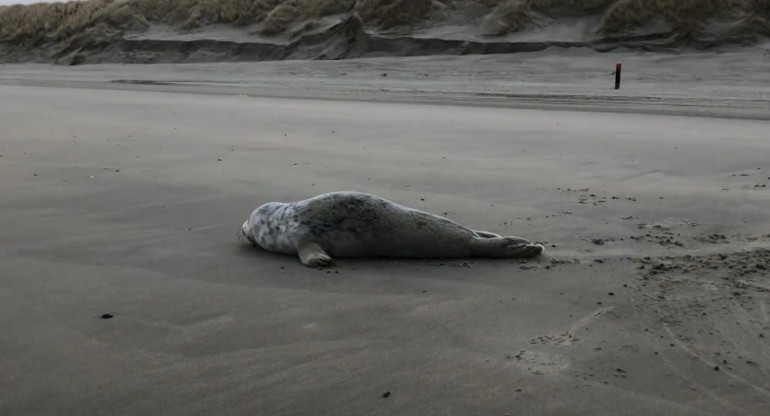 Foca fue rescatada de una red de pesca. Foto: captura video Viory/Natuurcentrum Ameland / Johan Krol