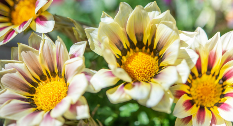 Gazania, flor, flores, jardín. Foto Unsplash.