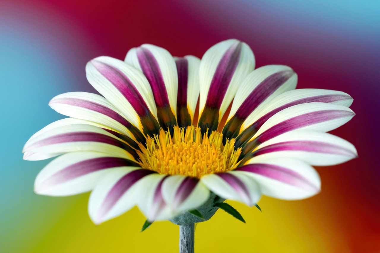 Gazania, flor, flores, jardín. Foto Unsplash.