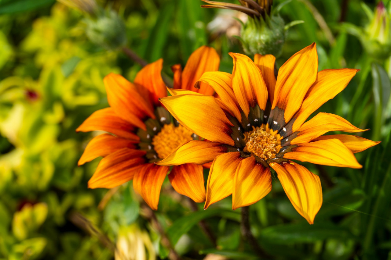 Gazania, flor, flores, jardín. Foto Unsplash.