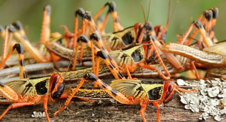 Plaga de langostas. Foto: NA