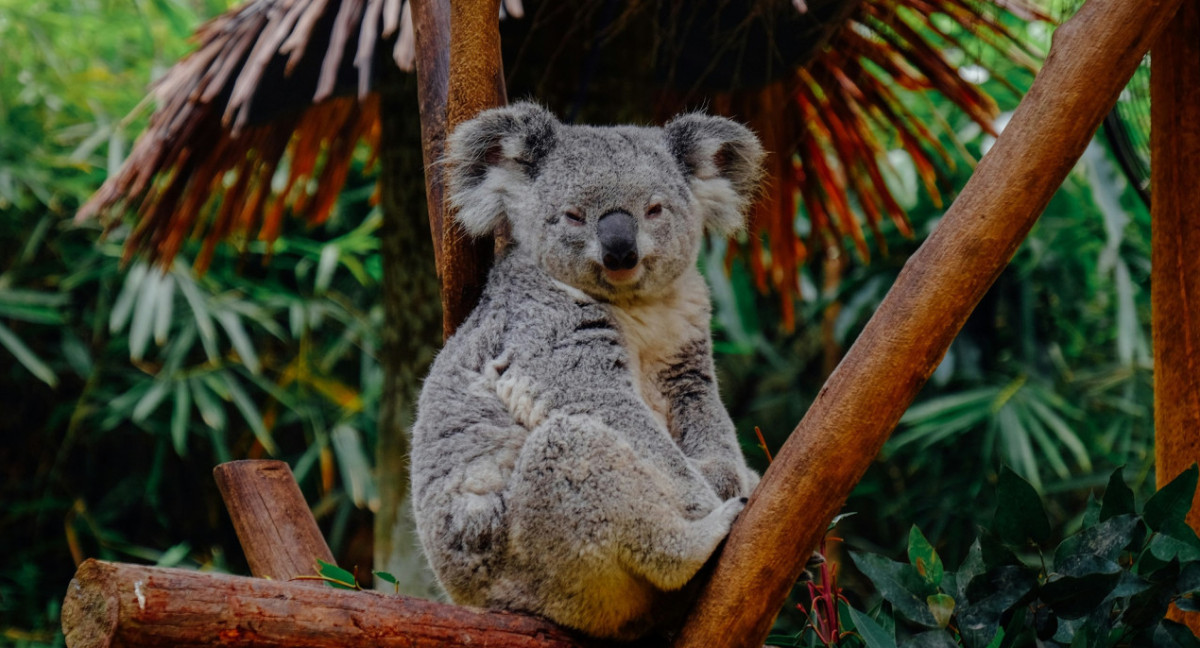 Koala llora a su amiga muerta. Foto X.