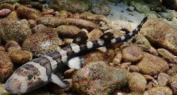 Tailandia cría tiburones bambú para salvar la especie. Foto EFE.