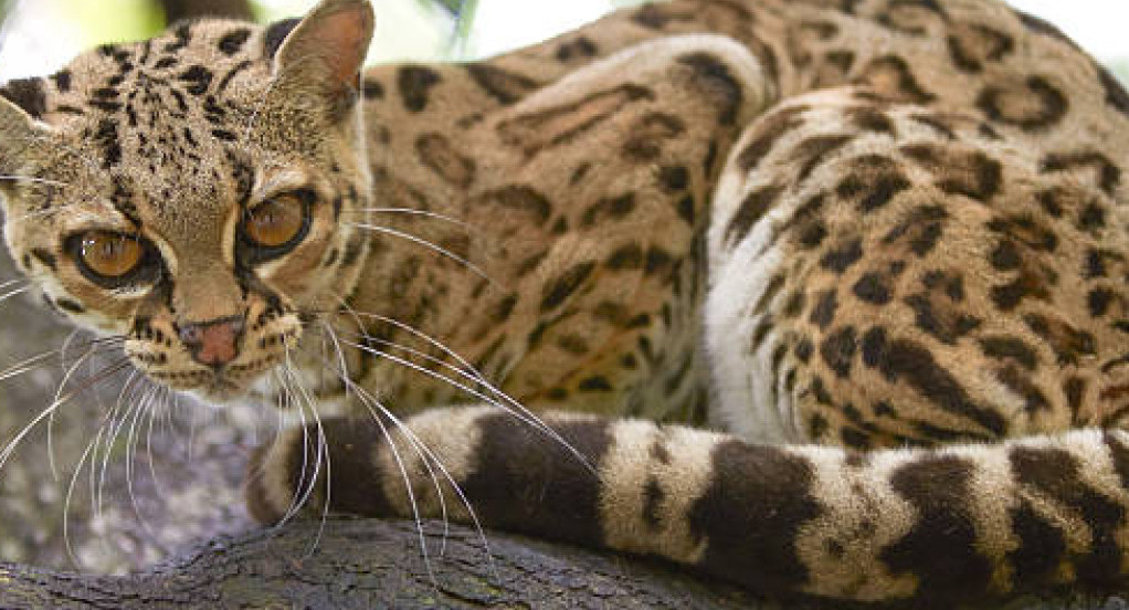 Leopardus wiedii, gato, gato silvestre. Foto X,