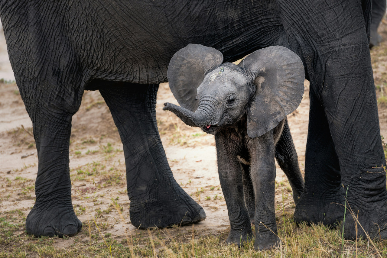 Elefantes, animales, peligro de extensión. Foto: Unsplash