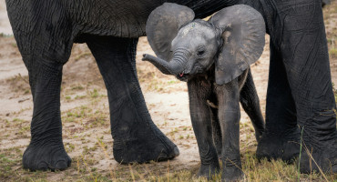 Elefantes, animales, peligro de extensión. Foto: Unsplash