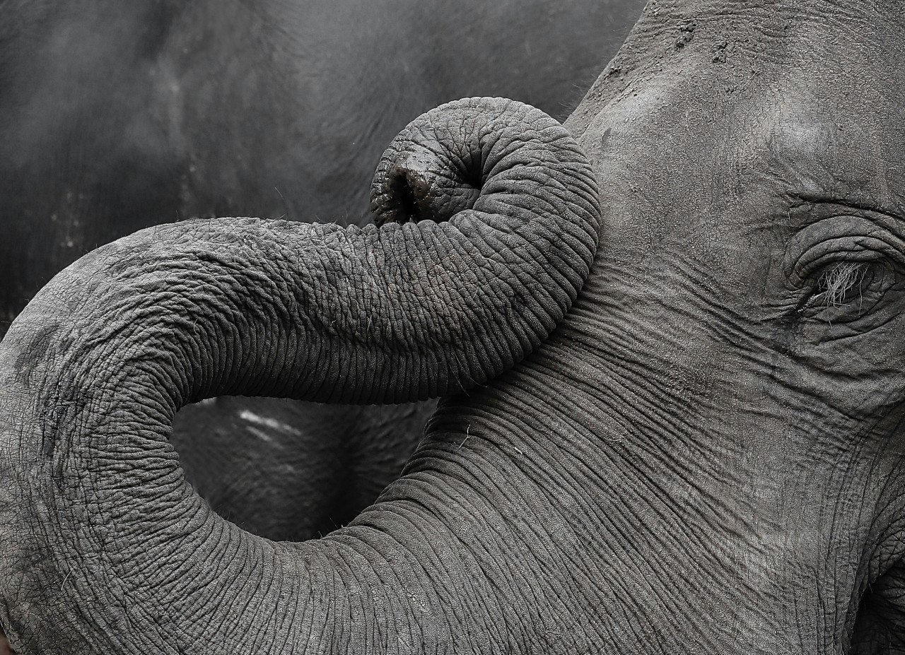 Elefantes, animales, peligro de extensión. Foto: Unsplash