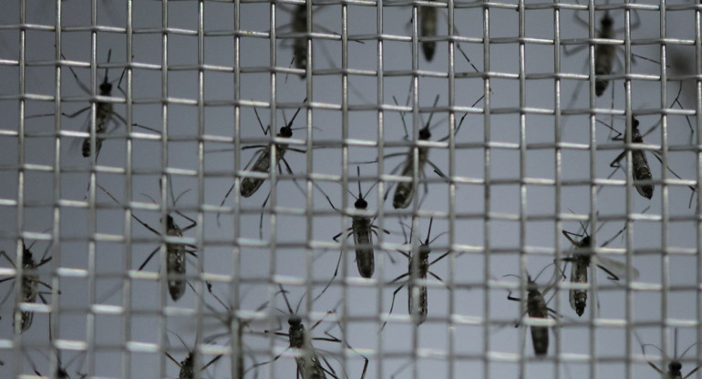 Dengue en Brasil. Foto: Reuters.