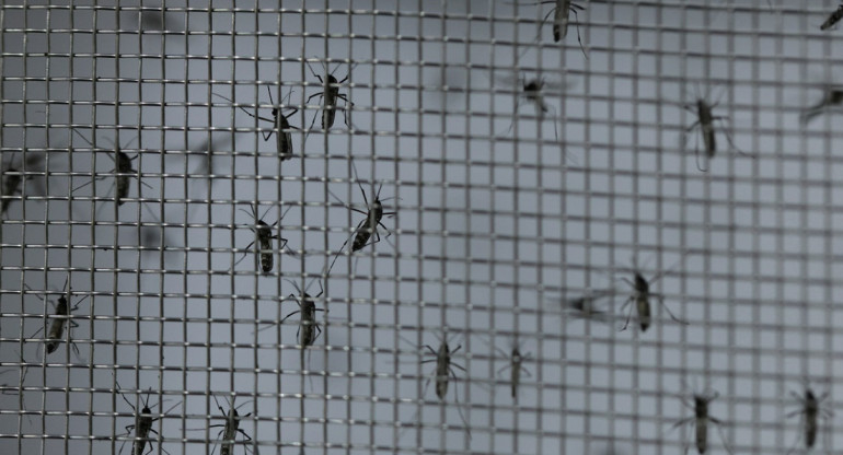 Dengue en Brasil. Foto: Reuters.