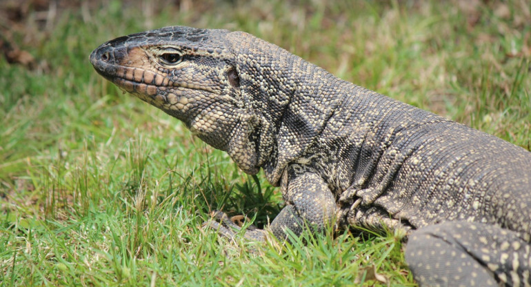 Tegu argentino. Foto: Unsplash.