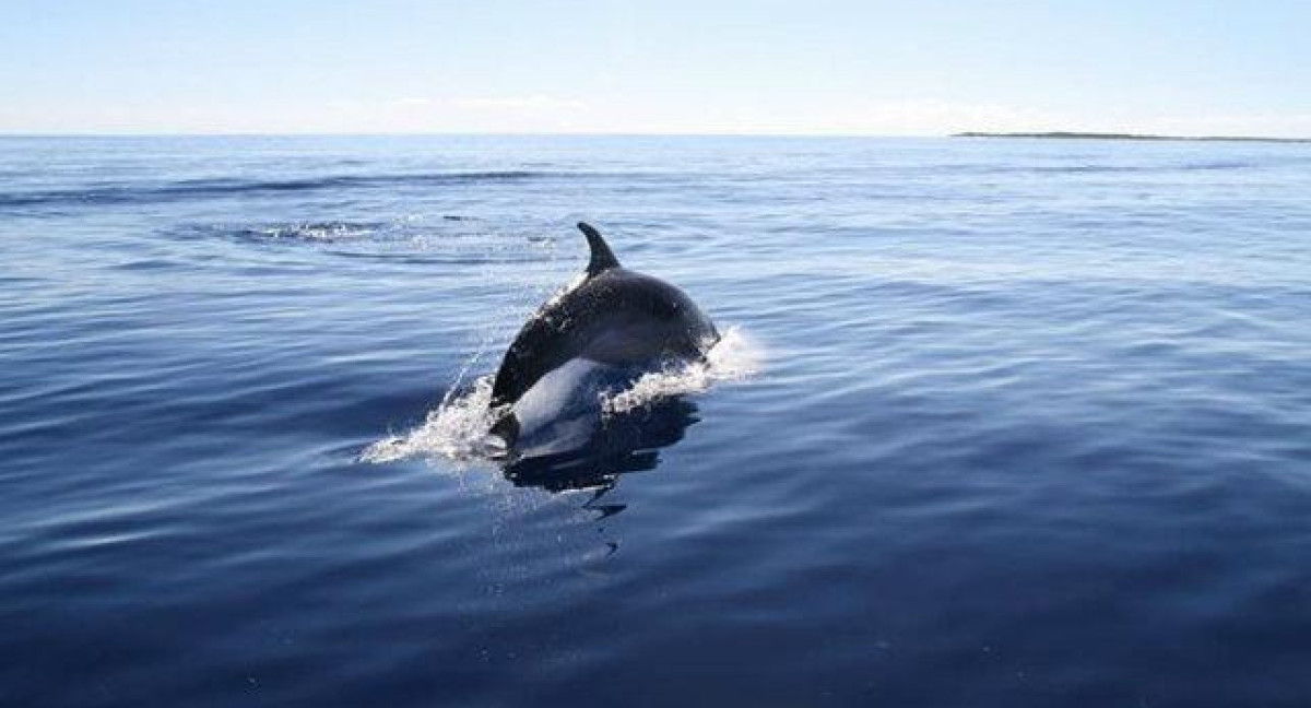 Delfines en Morrocoy, Venezuela. Foto: X