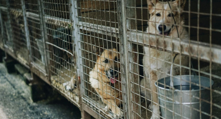 Venezuela busca sancionar "cualquier forma de maltrato animal" mediante penas de hasta seis años de prisión. Foto: Unsplash.