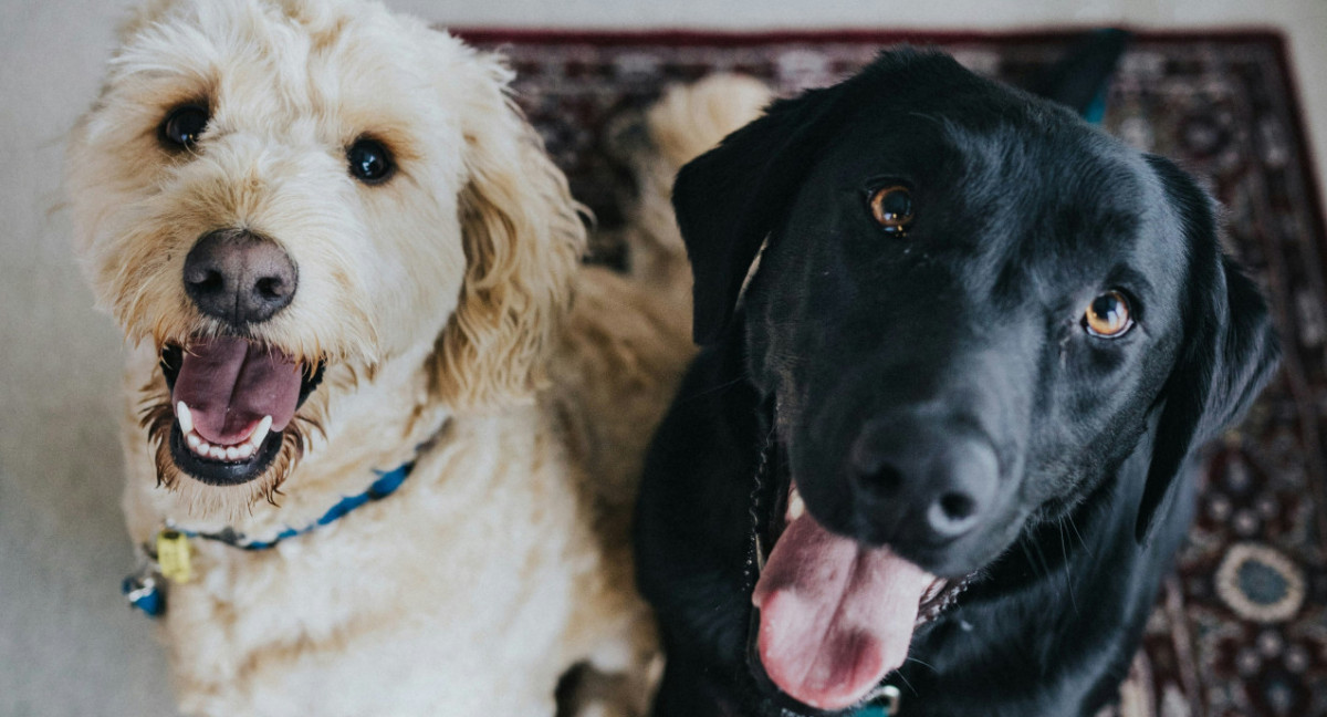 Perros. Foto: Unsplash