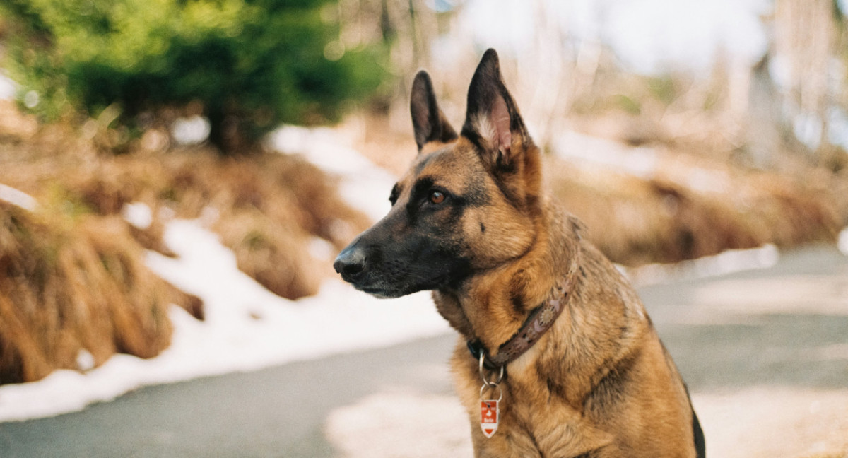 Perros. Foto: Unsplash