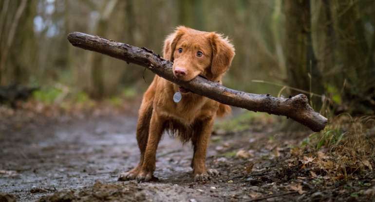 Perros. Foto: Unsplash