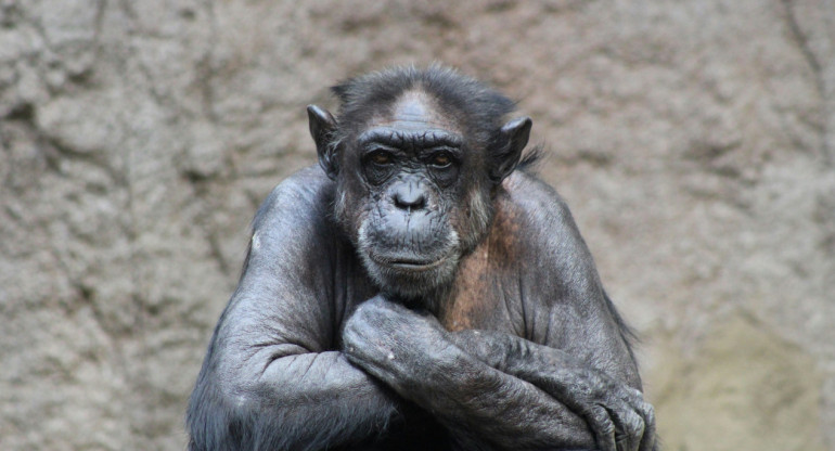 Chimpancé. Foto: Unsplash