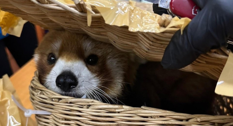 Seis personas fueron arrestadas en Tailandia por contrabandear animales silvestres. Foto: EFE.