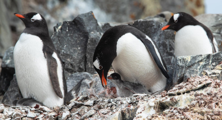 Pingüinos, Antártida. Foto: EFE.