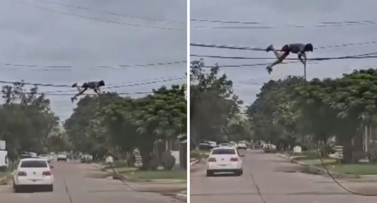 Un hombre robando tendido eléctrico en Chaco. Foto: captura de video.