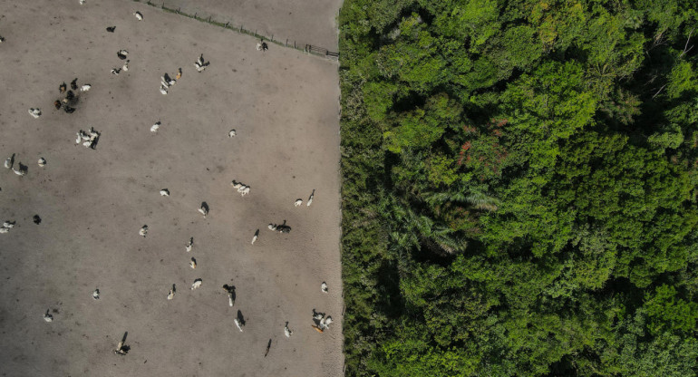 Deforestación en la Amazonía brasileña. Foto: EFE.