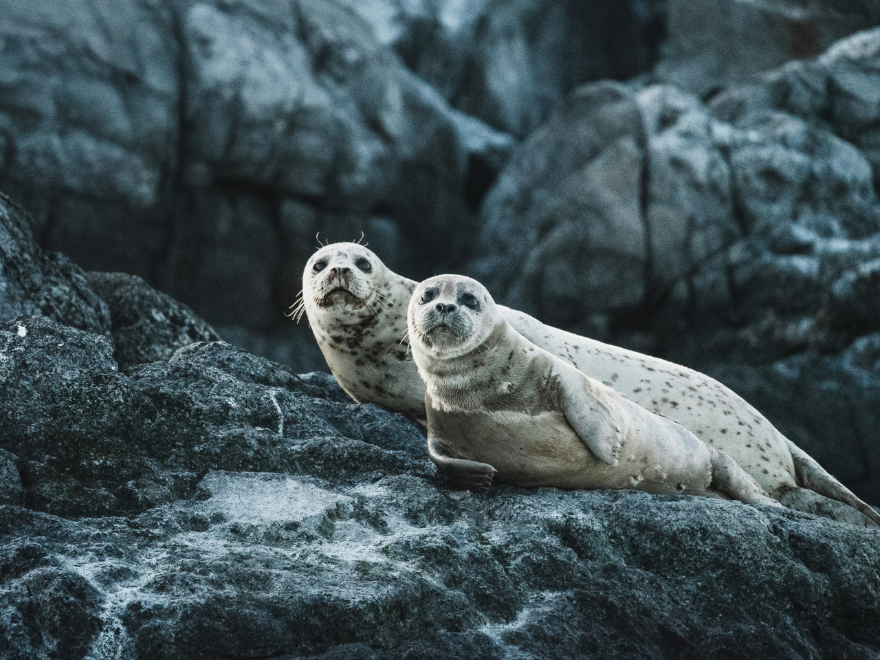 Lobos marinos. Foto: Unsplash