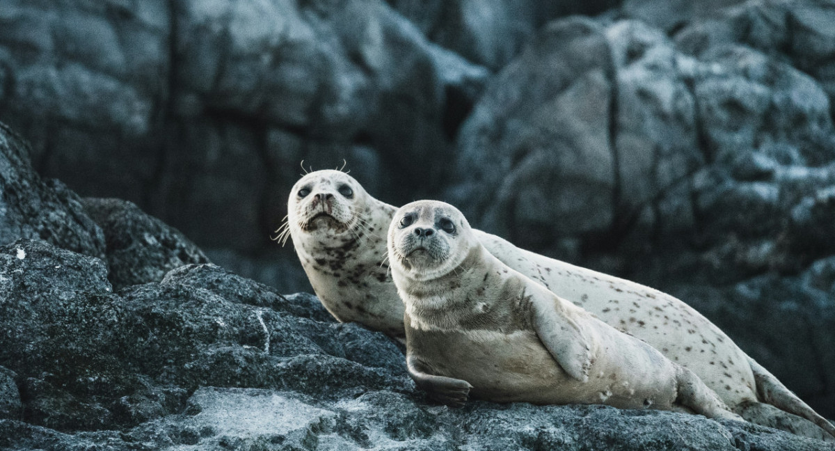 Lobos marinos. Foto: Unsplash