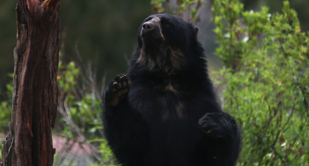 Preocupación por el oso andino en Bolivia. Foto: EFE