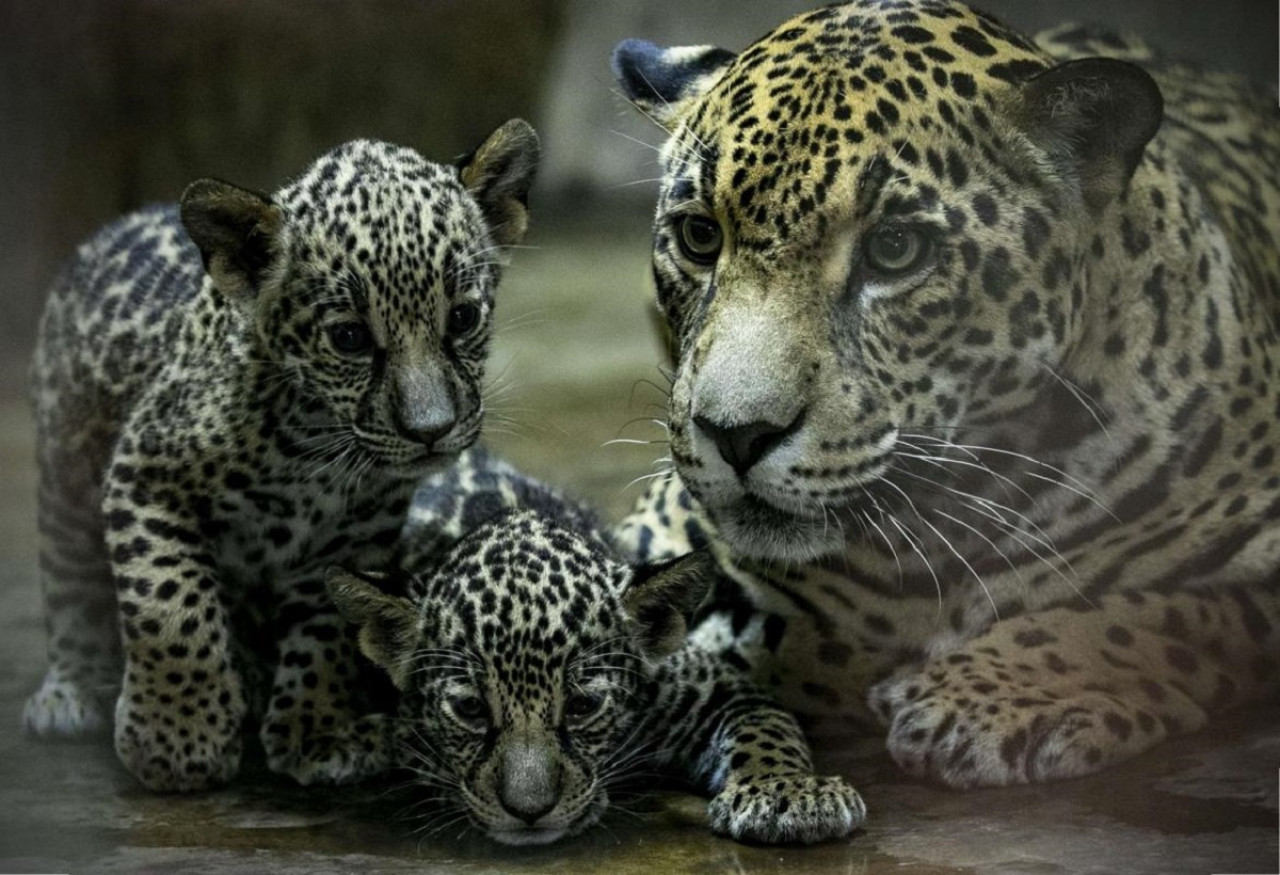 Nacimiento de jaguares en Nicaragua. Foto: EFE