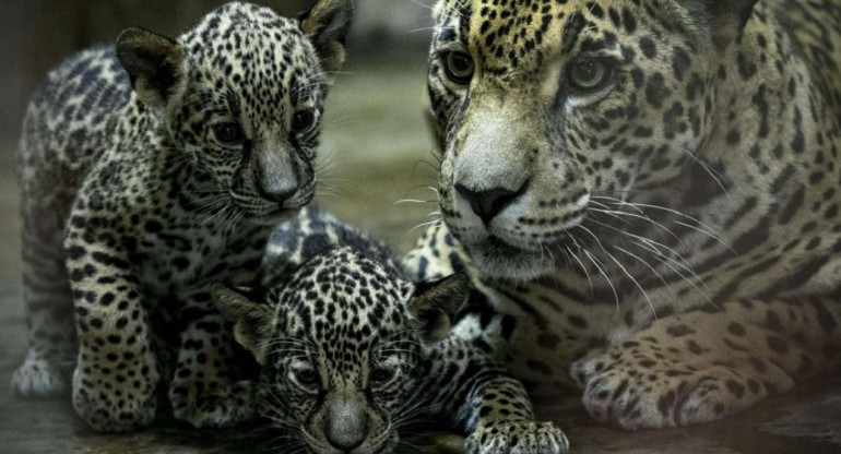 Nacimiento de jaguares en Nicaragua. Foto: EFE