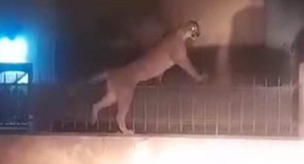 Un puma suelto en Necochea. Foto: Captura.