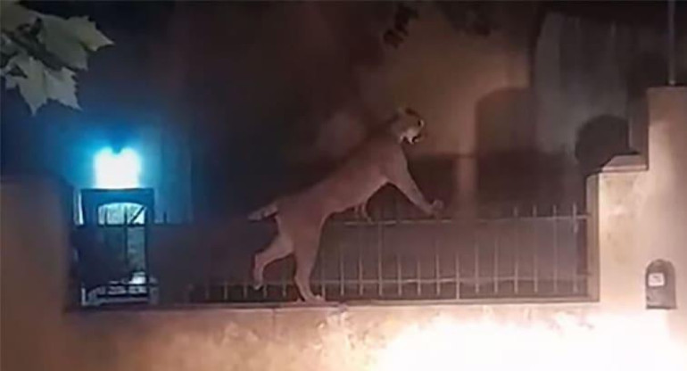 El puma se encontraba en Necochea. Foto: Captura de pantalla.